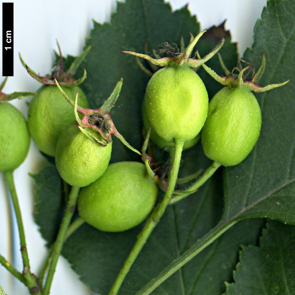 High resolution image: Family: Rosaceae - Genus: Crataegus - Taxon: iracunda - SpeciesSub: var. populnea